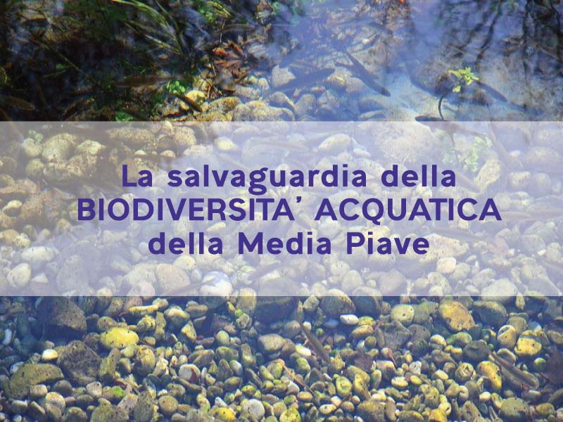 la salvaguardia della biodiversità acquatica della media piave