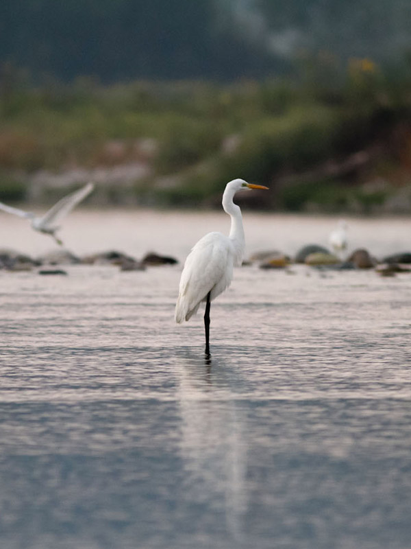 fauna oasi naturalistica fontane bianche